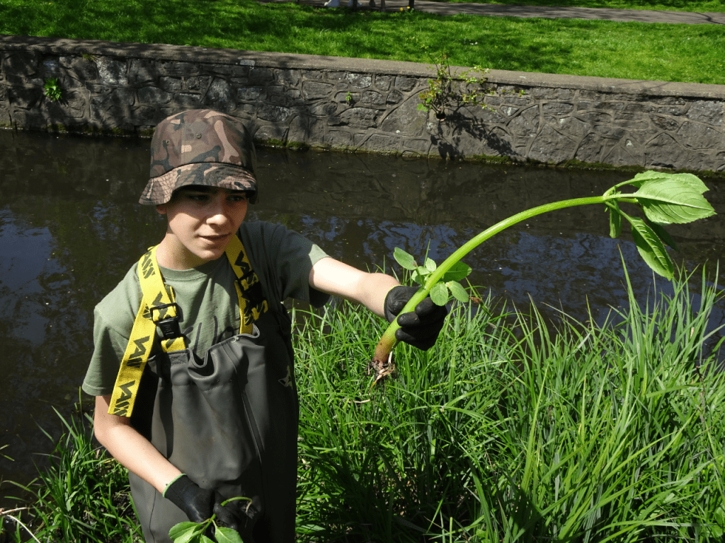 A volunteer removing Himalayan balsam - an invasive non-native species
