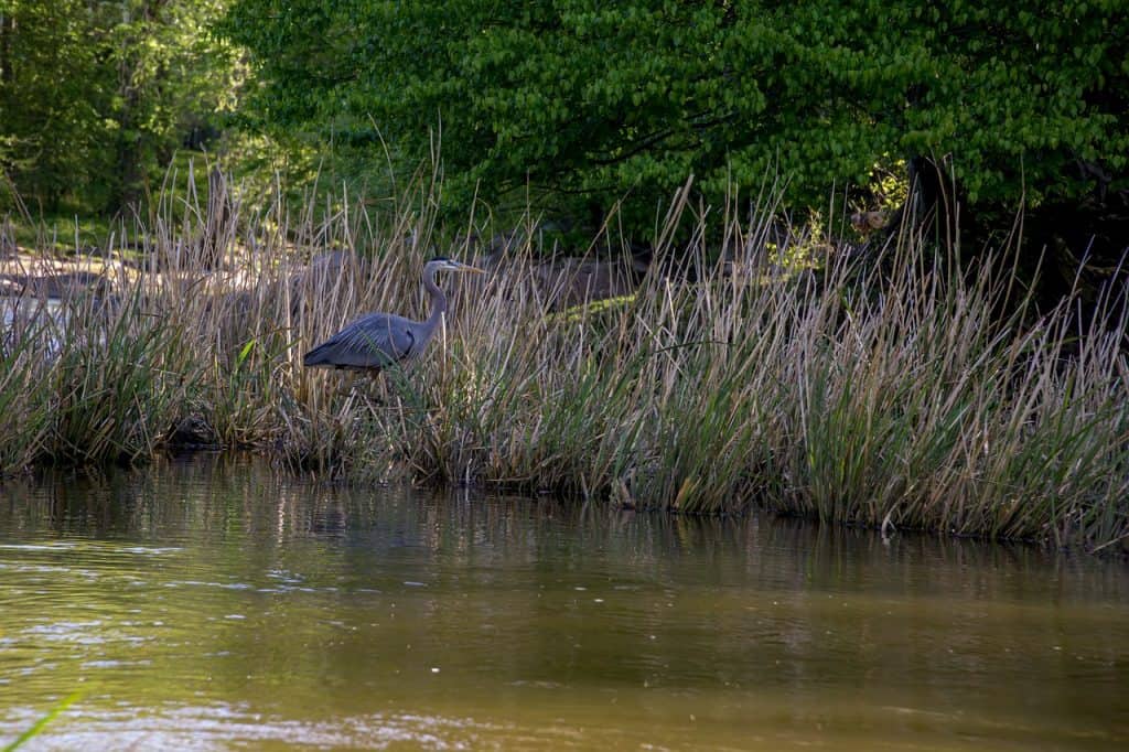 Heron on a wetland