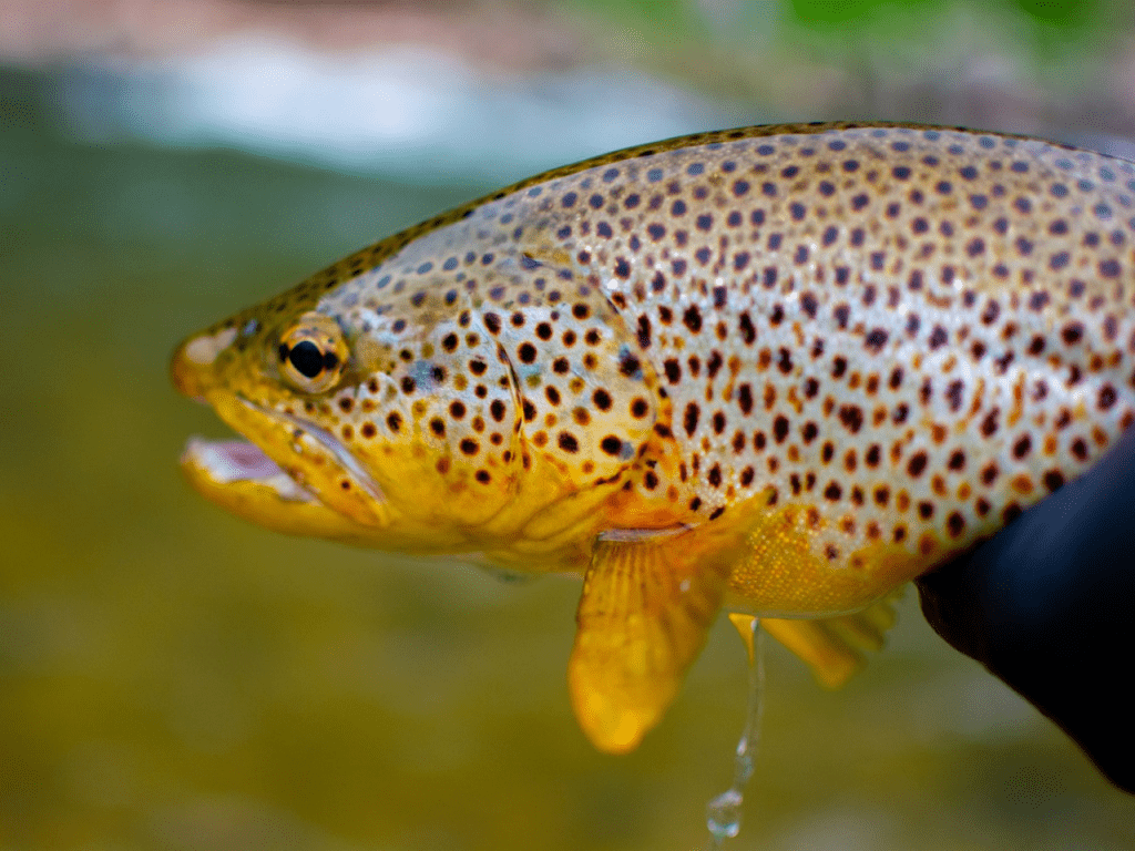 A brown trout - a protected species associated with chalkstreams