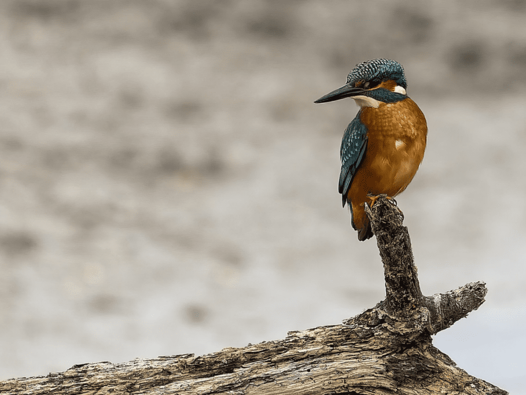 A kingfisher on the river