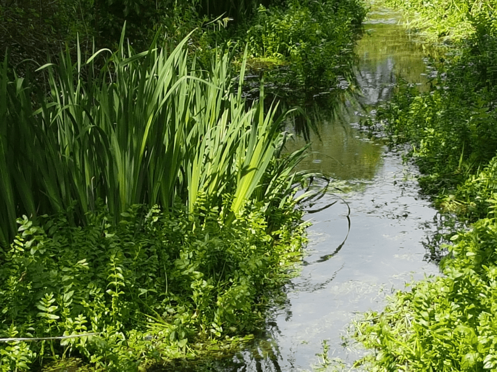A view on the Hogsmill in Ewell