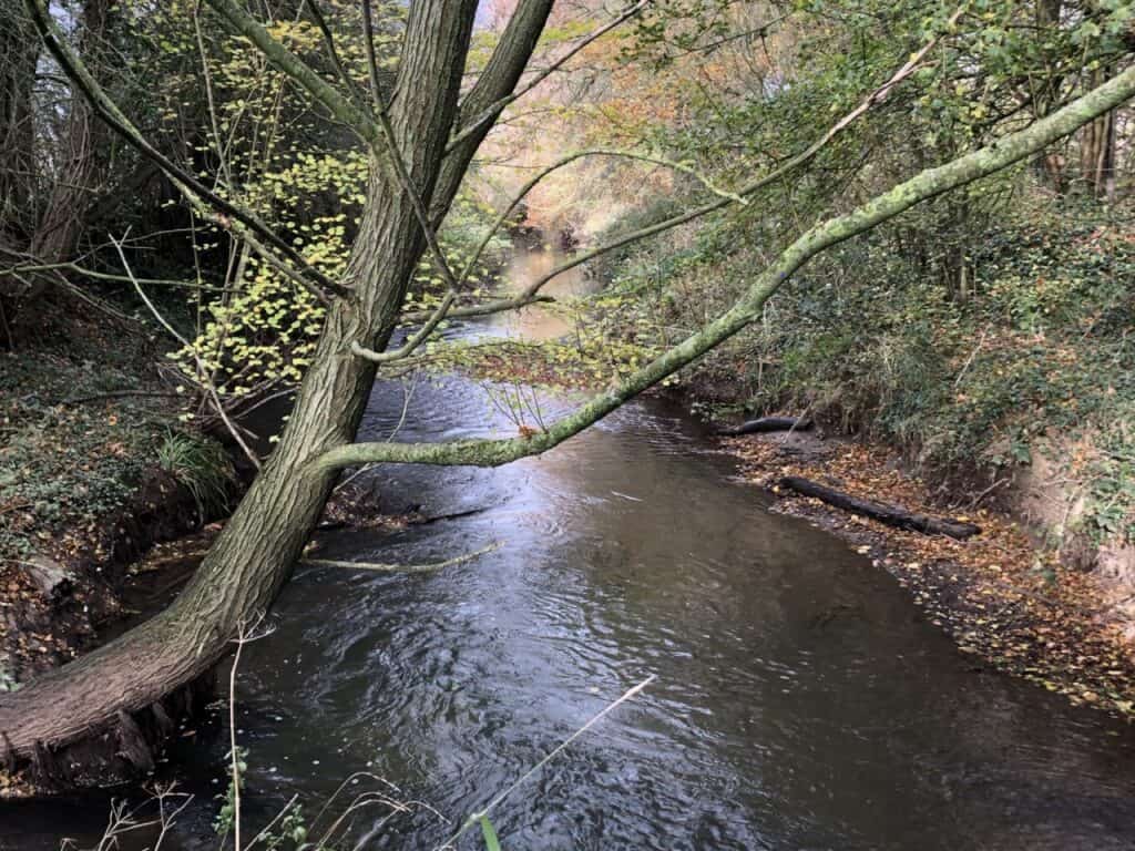 A restored river