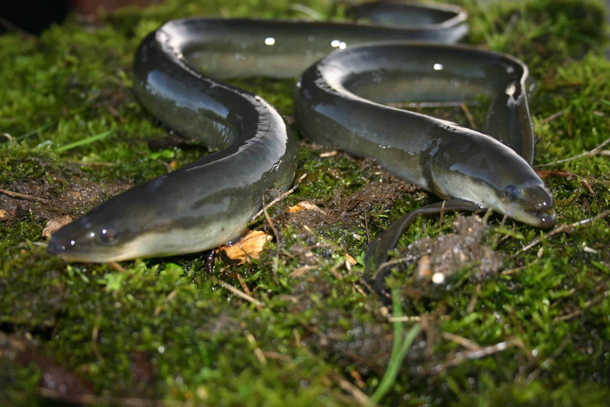 Volunteers find double number of eel barriers on River Mole