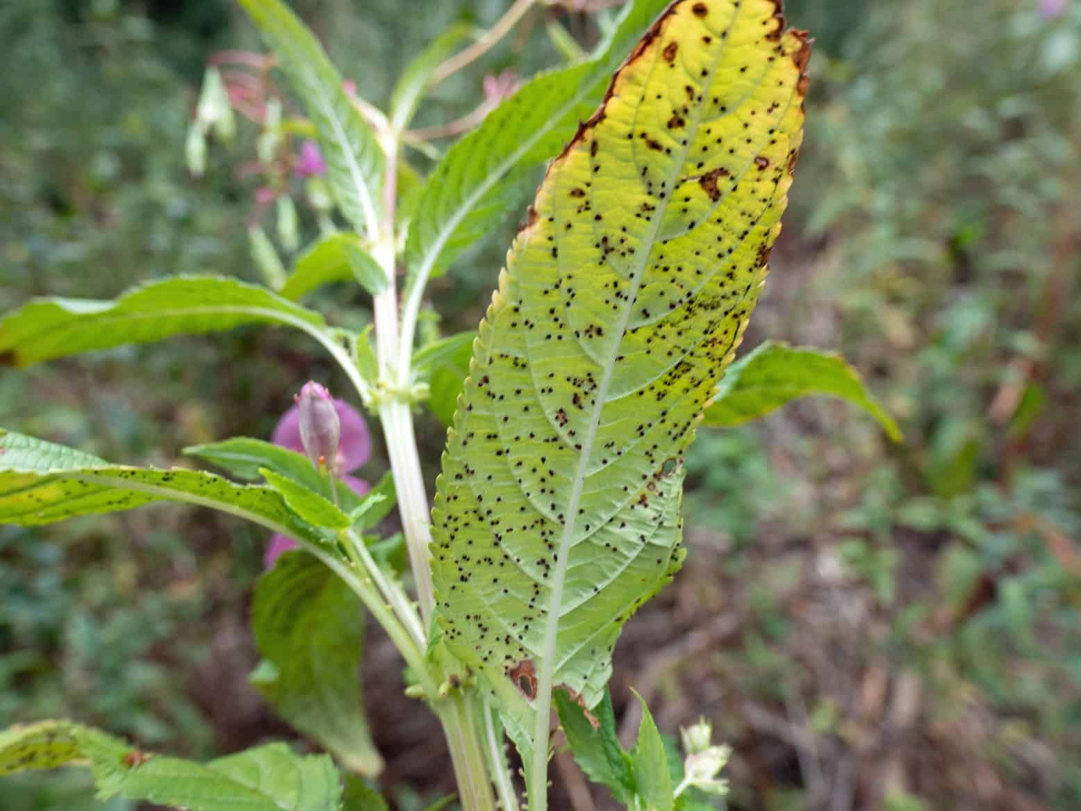 Beginning of the end for balsam bashing?
