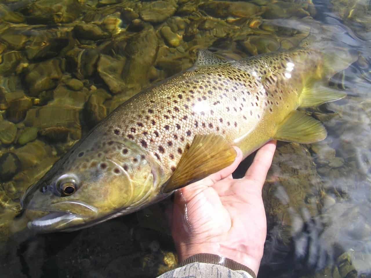 What have The Sea Trout ever done for us?