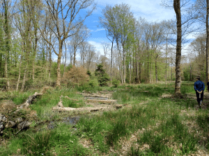 Wetland restoration scene