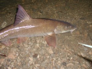 Barbel migrate and use different habitats at different times of year