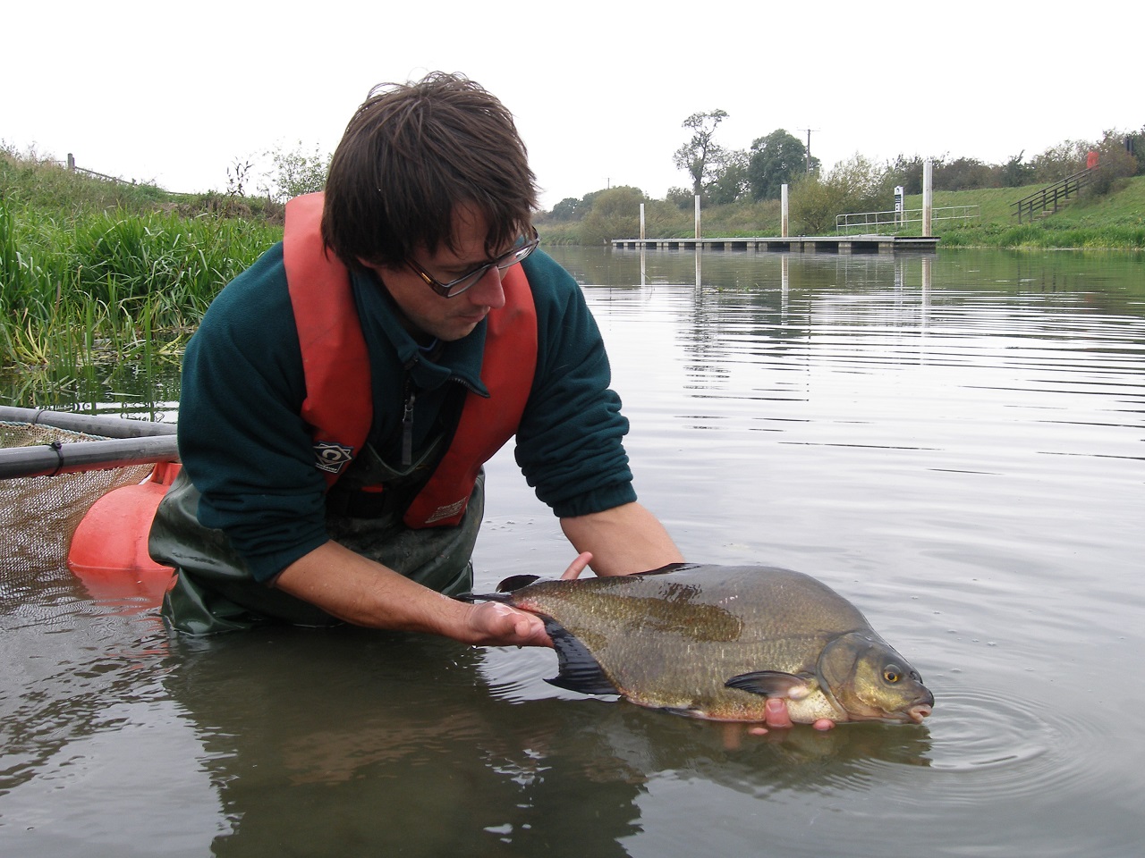 Returning a tagged bream to the main river during my PhD