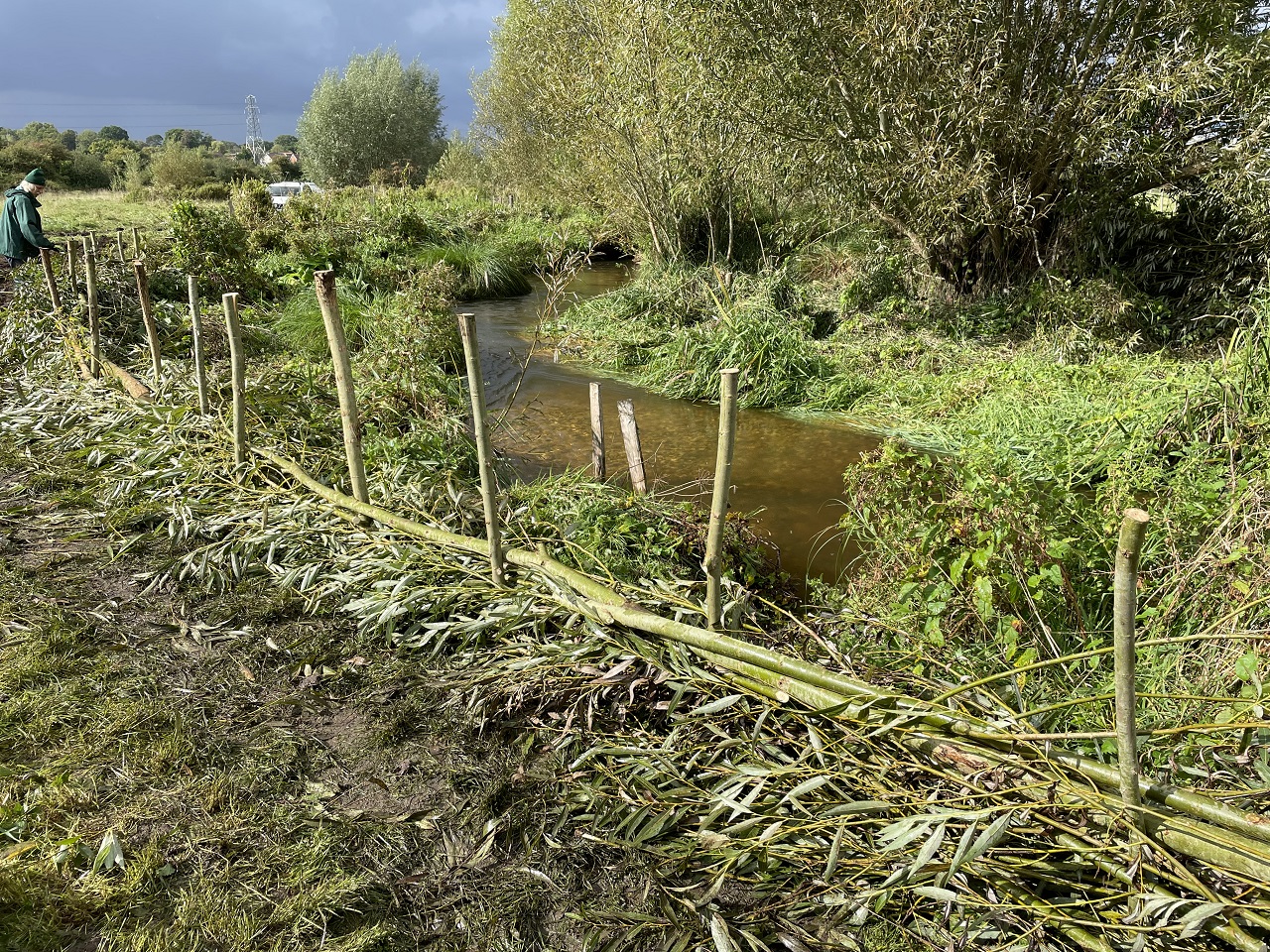 The new dead hedge at Bassetts Mead protecting the river