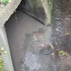 Volunteers will learn to understand and identify pollution from drains on the Pyl Brook