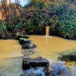 Sewage pollution in the Hogsmill