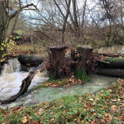 A leaky woody dam
