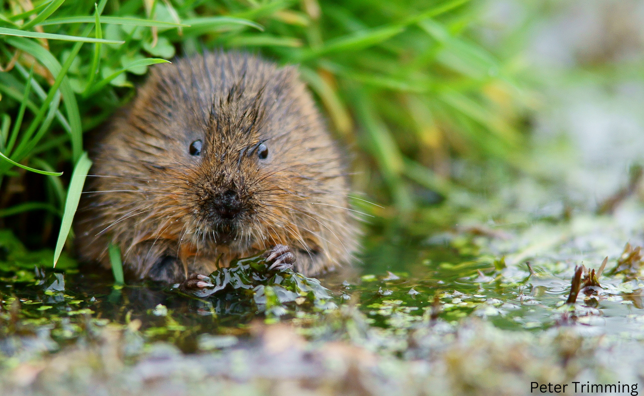 Water vole eating vegetation in a stream.