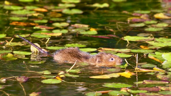 A water vole swimming along a river.