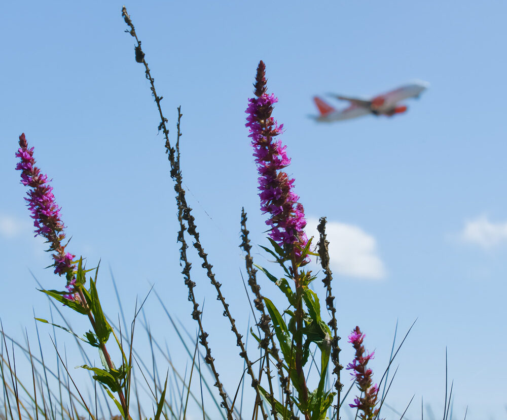 A plane flying through the sky in the background and a purple plant in the foreground.