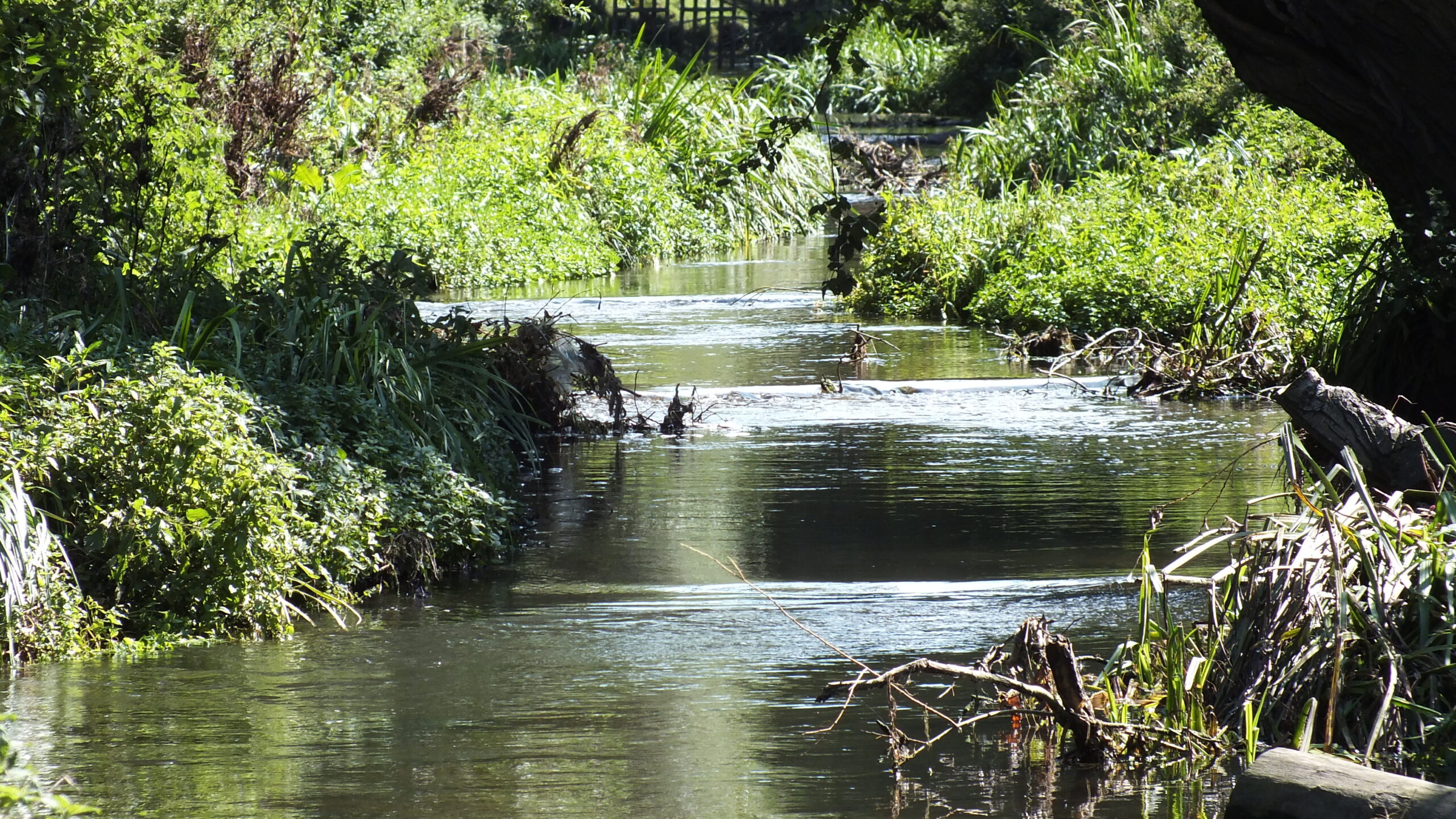 A view of a river with vegetation either side.