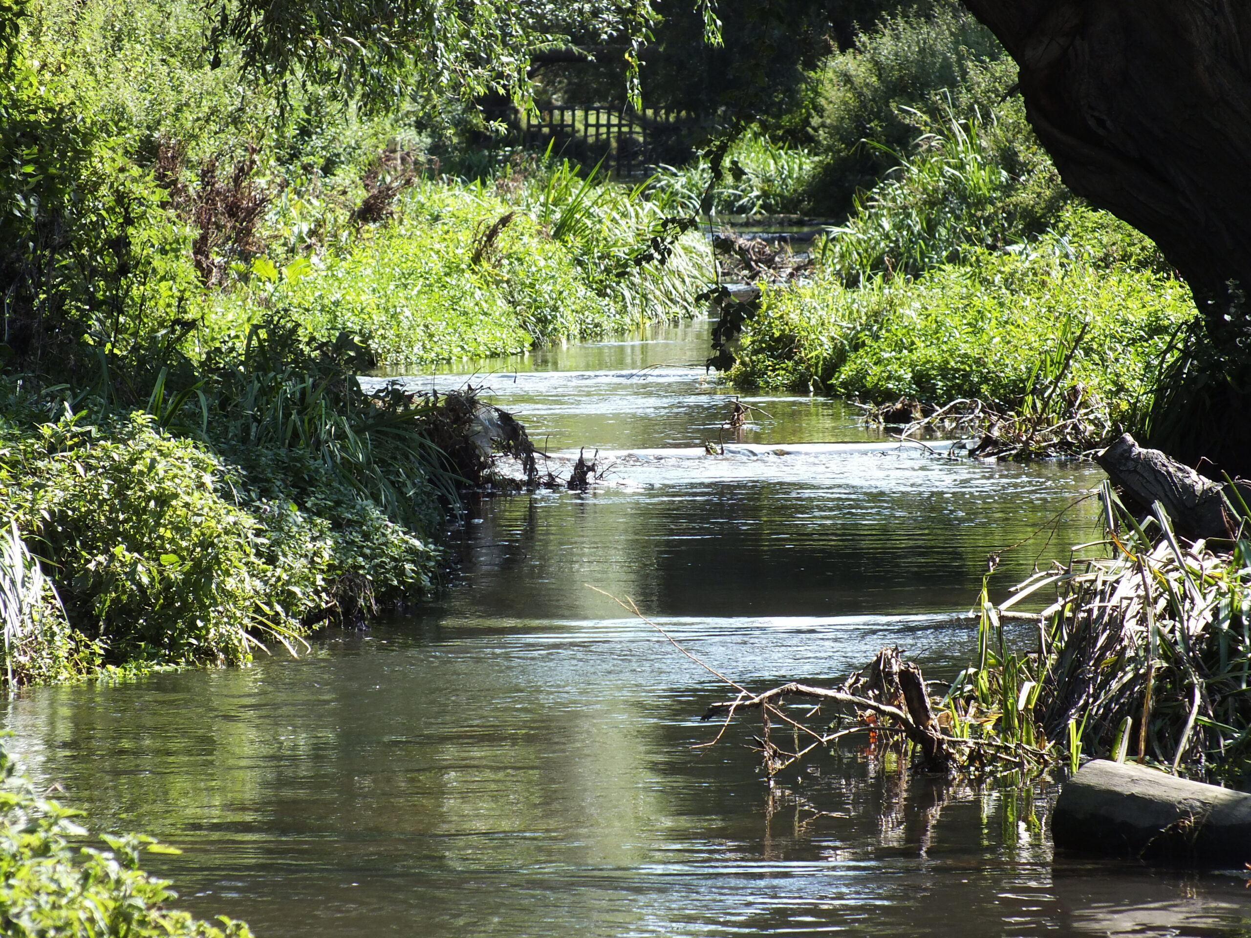 A view of a river with vegetation either side.