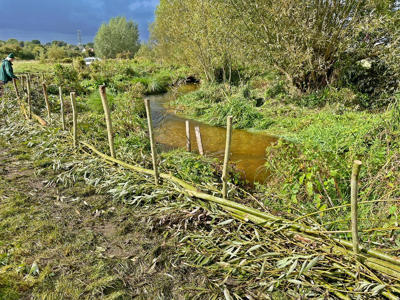 A dead hedge along a river bank.