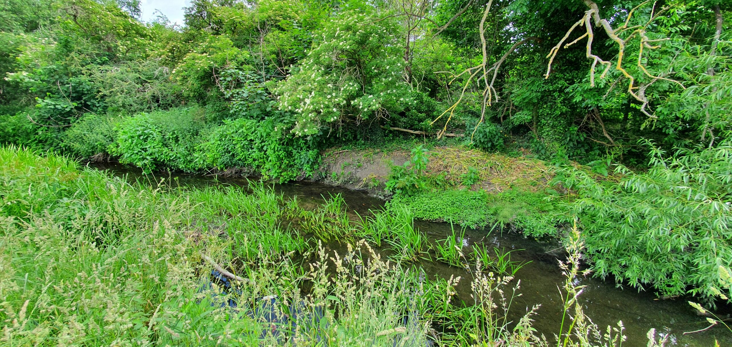 A river surrounded by green plants and vegetation.