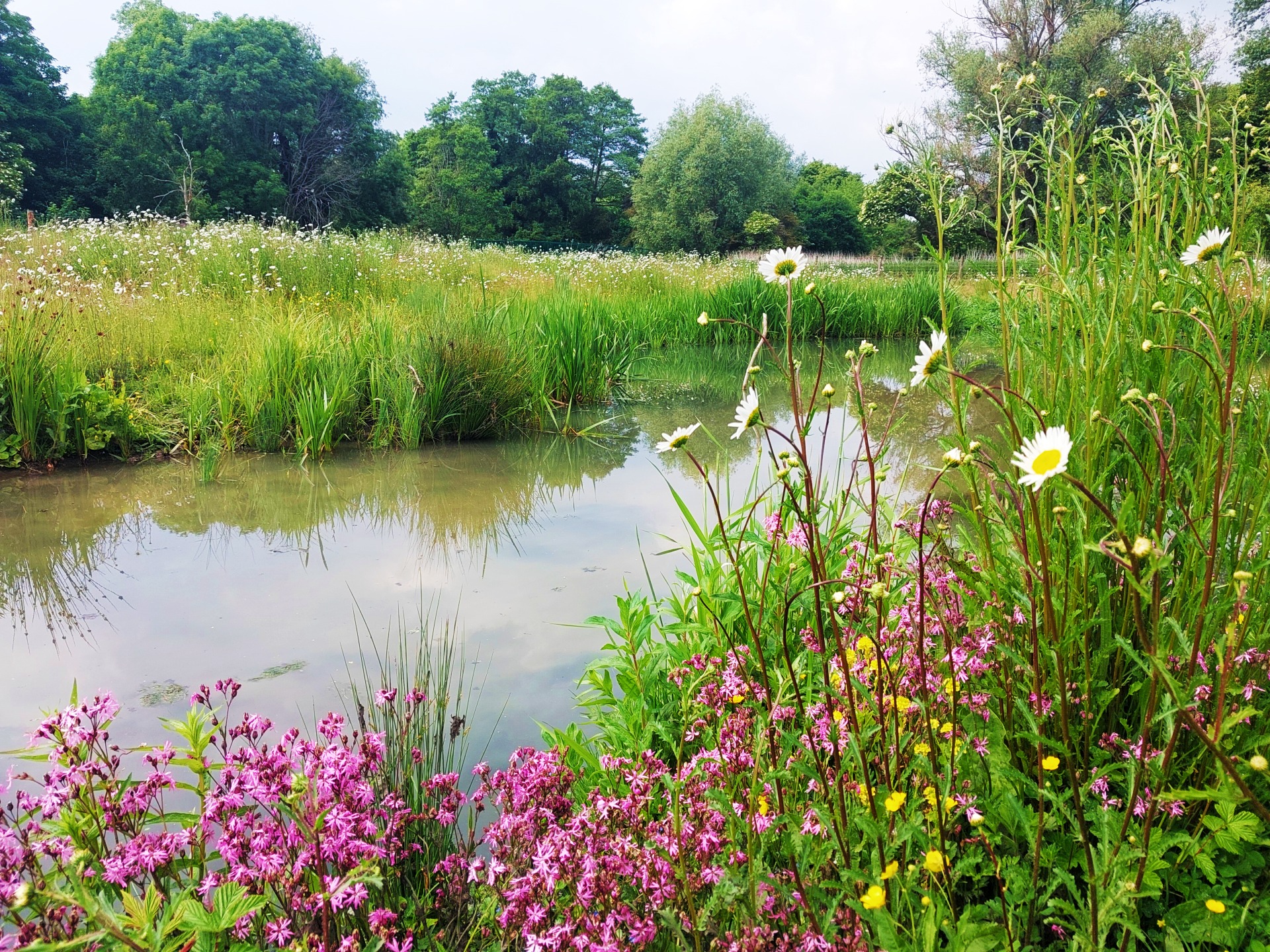 Wild flowers and plants growing alongside the Chamber Mead wetland.