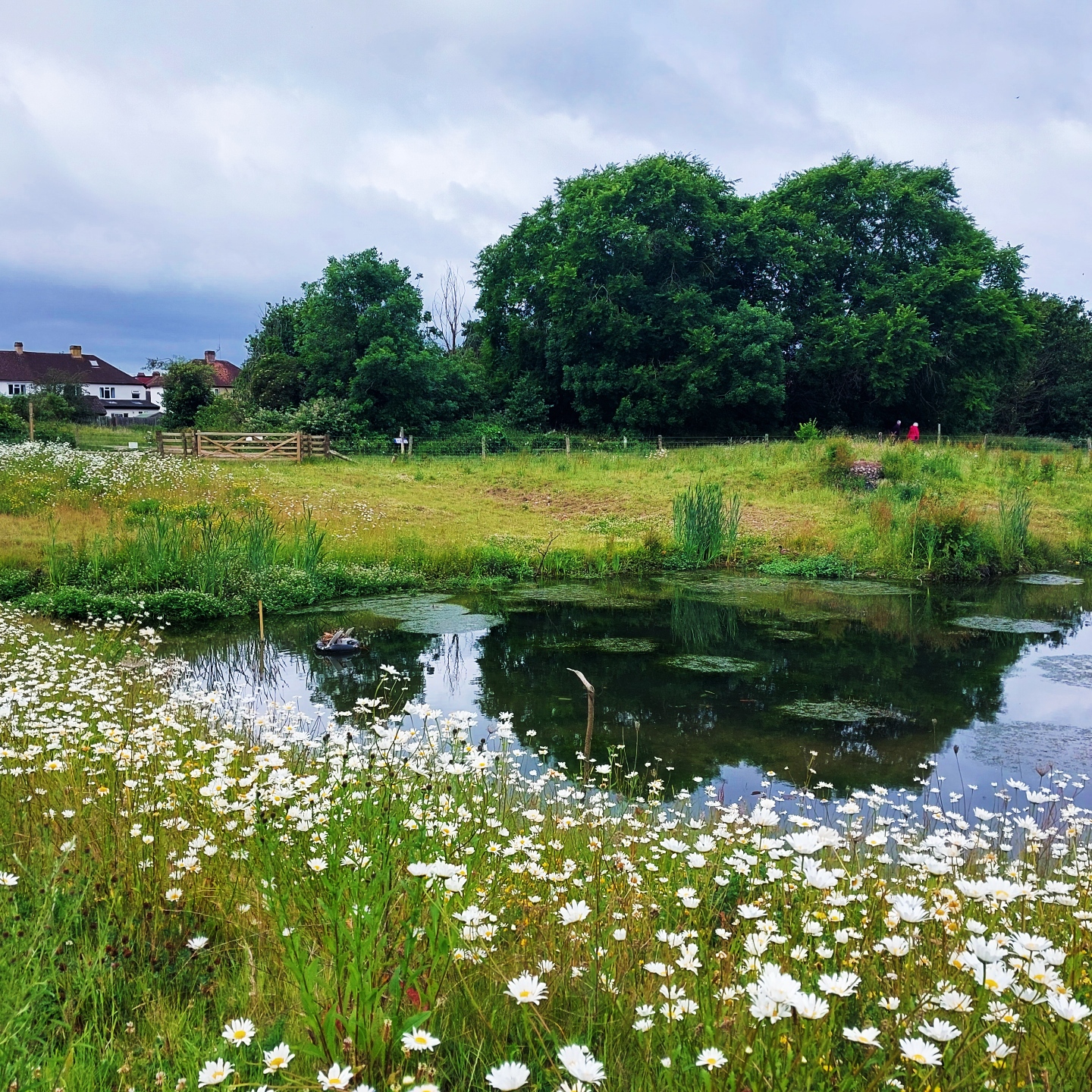 Wild flowers surrounding the banks of the Chamber Mead wetlands.
