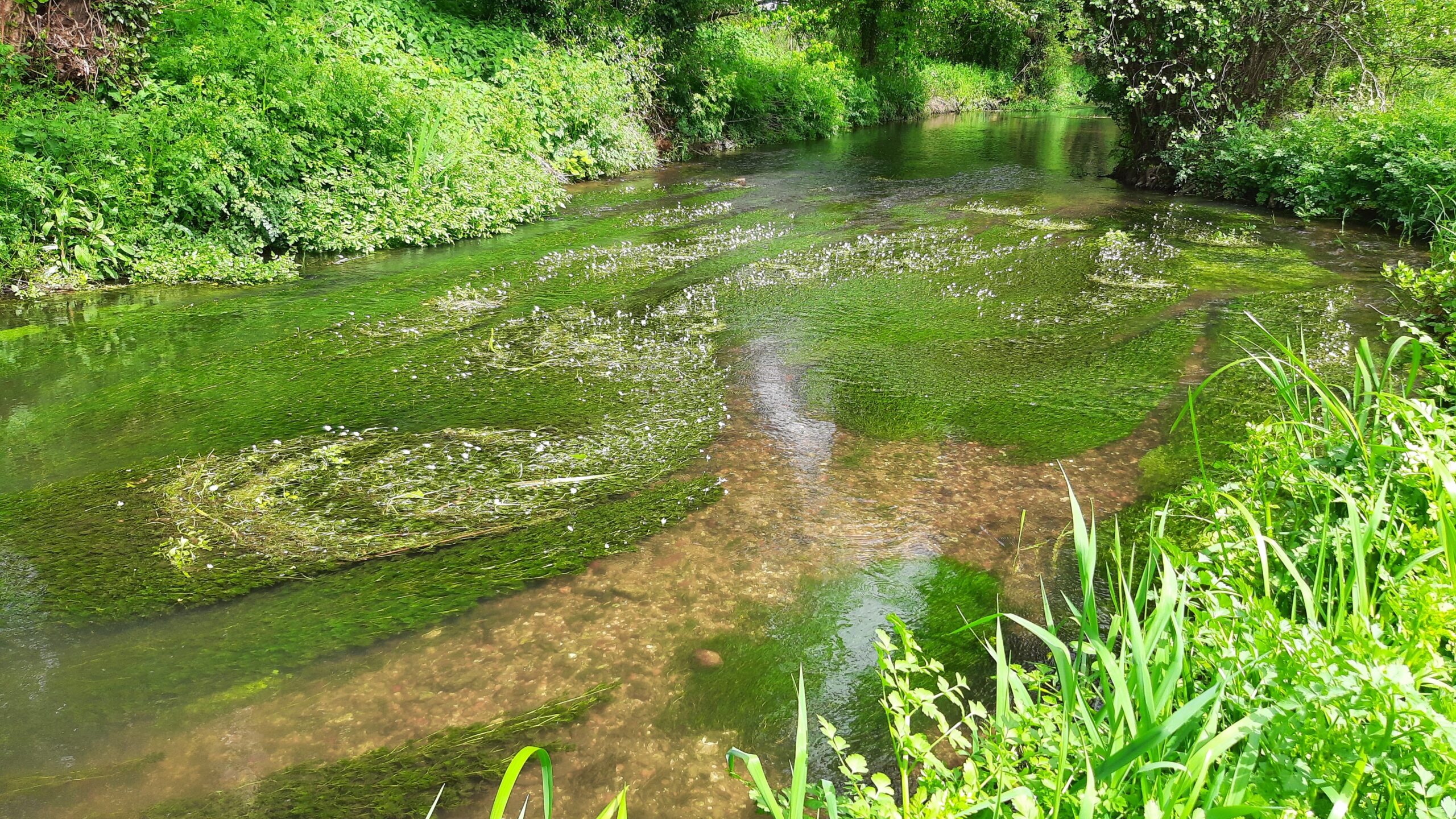 A chalk stream flowing over gravel, with green vegetation in the stream, and on the banks either side.