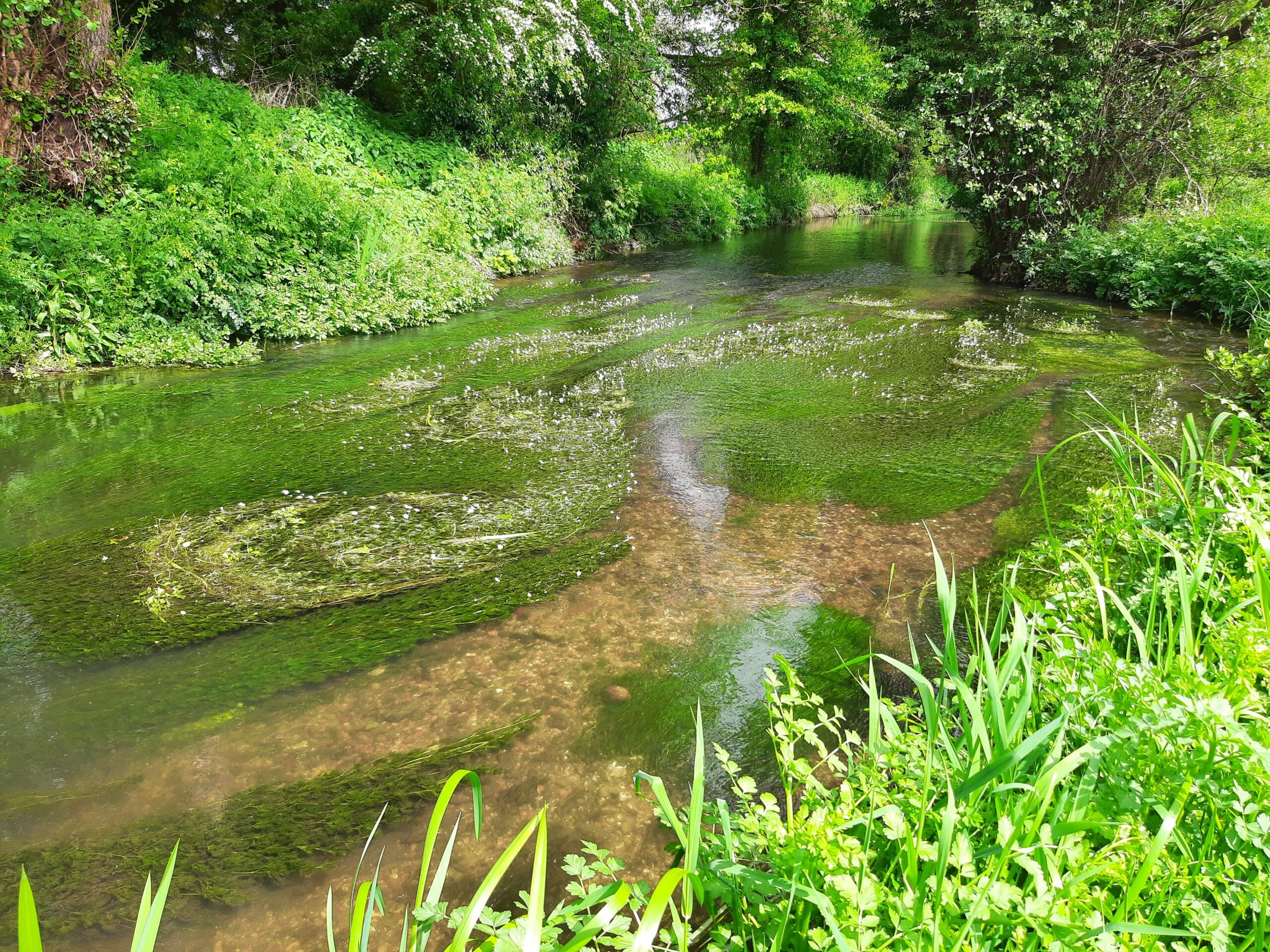 A chalk stream flowing over gravel, with green vegetation in the stream, and on the banks either side.