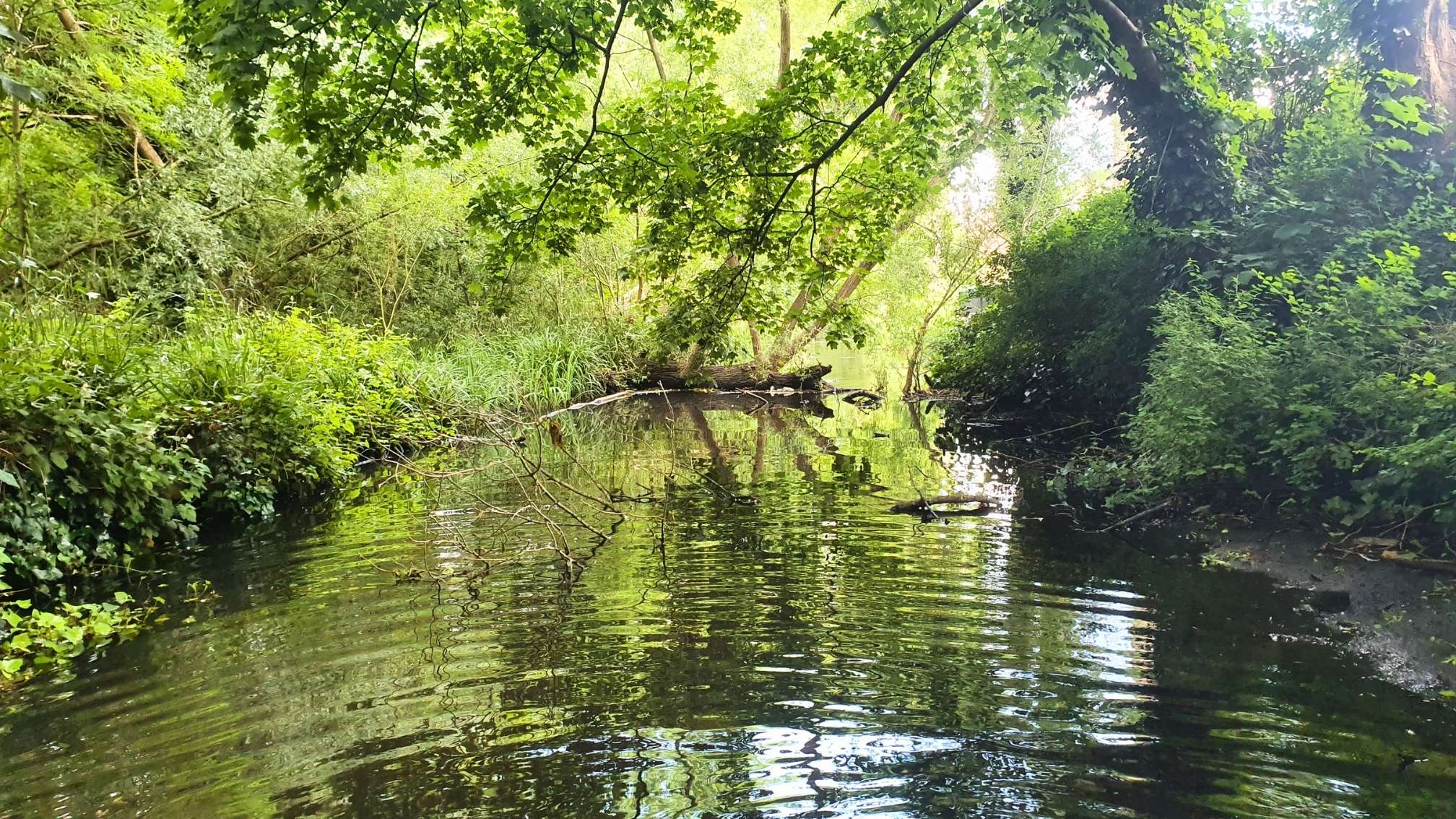 The river with overhanging trees on both banks, creating a dark environment