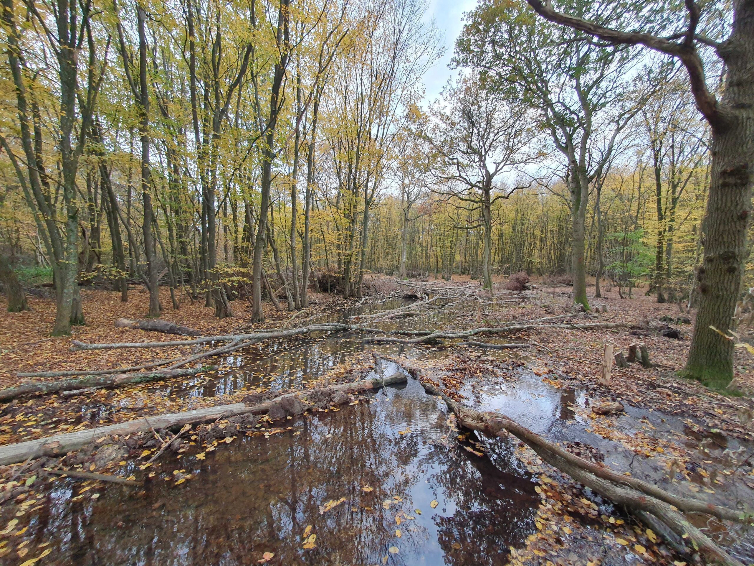 A flooded woodland.