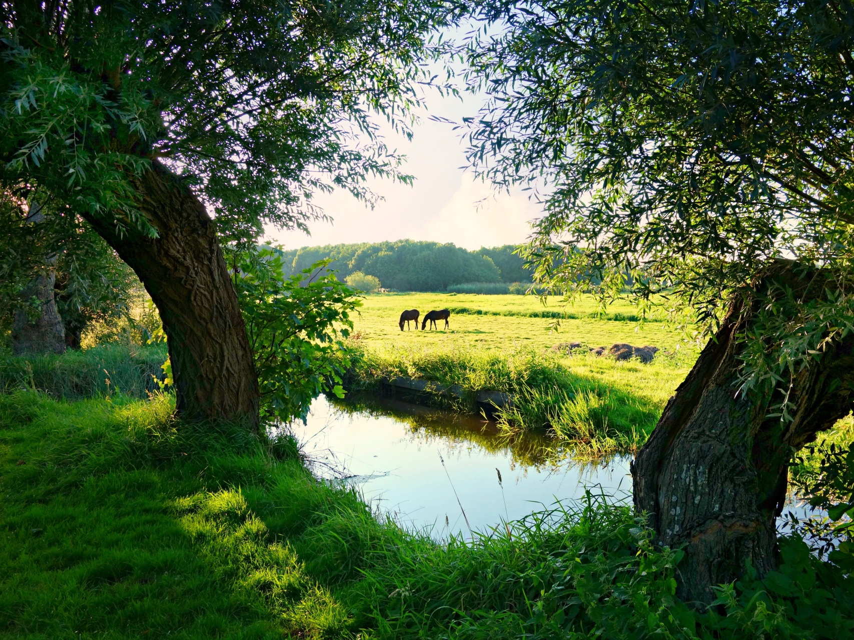 Horses in a field, next to the river