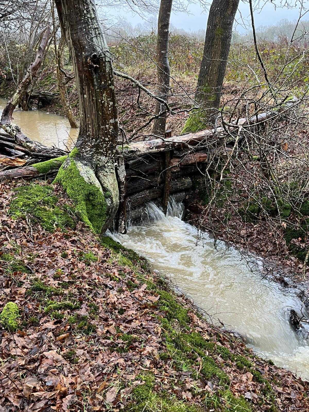 A flowing stream with a wooden dam between two trees