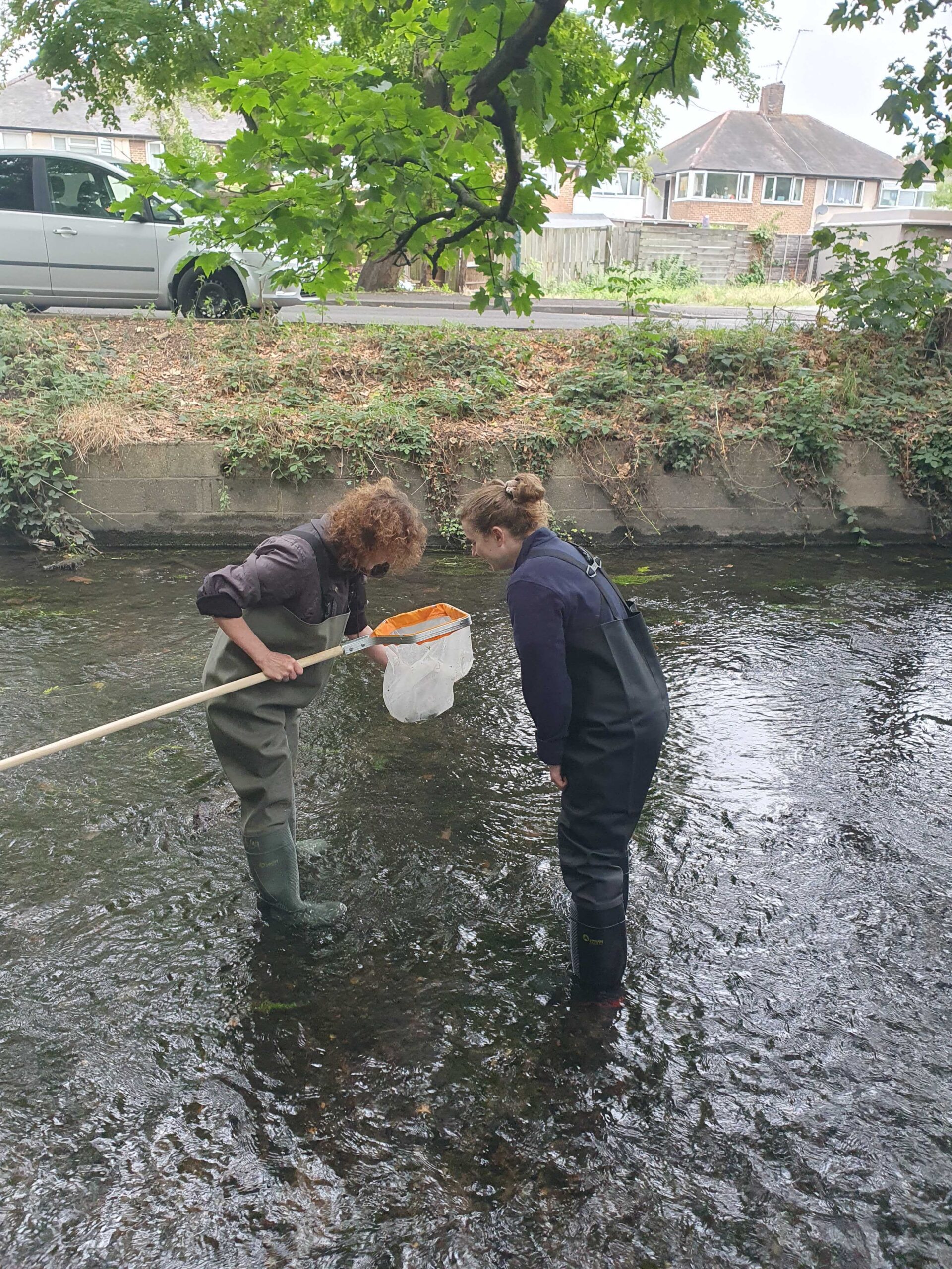Two volunteers in the river, holding a net and looking into the net for insects