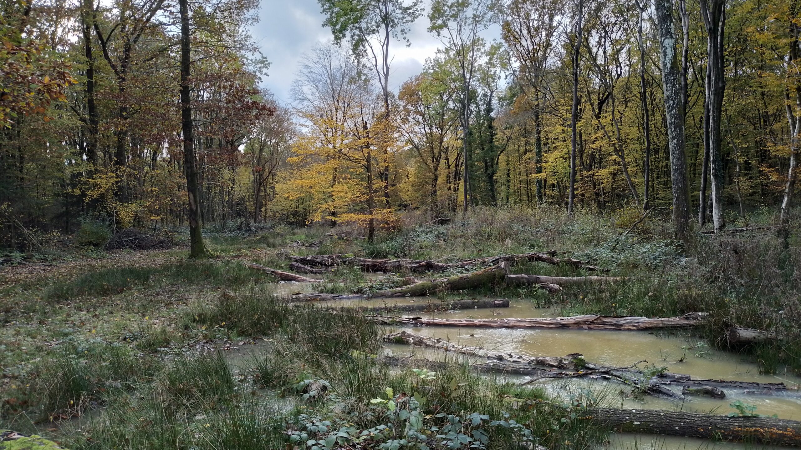 A wood with logs placed across a stream.