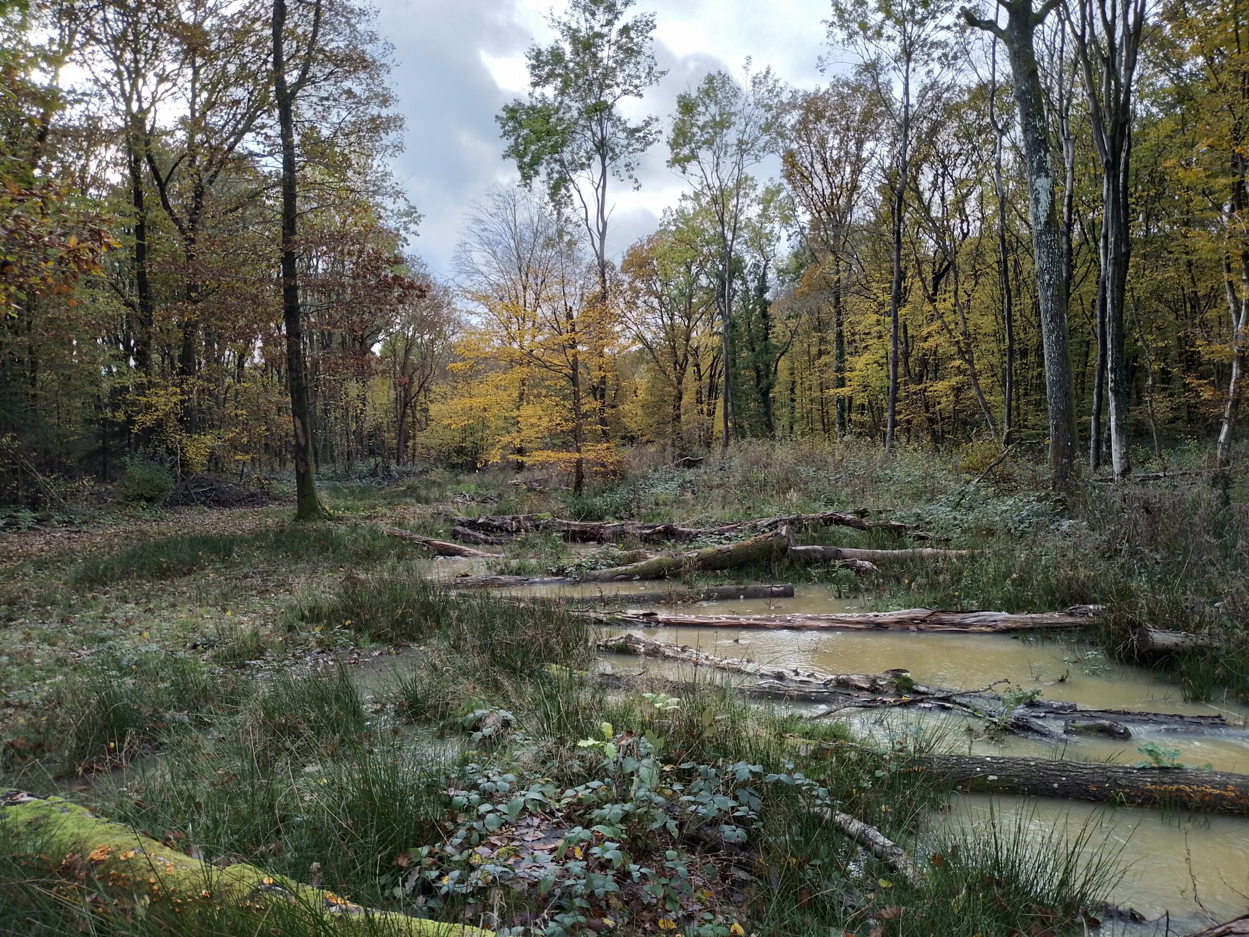 A wood with logs placed across a stream.