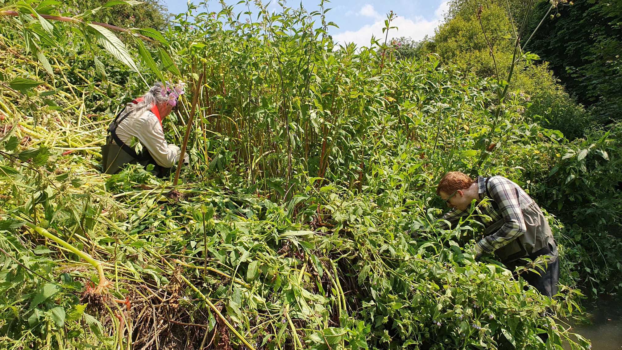 Two volunteers cutting back Himalyan Balsam on a river bank