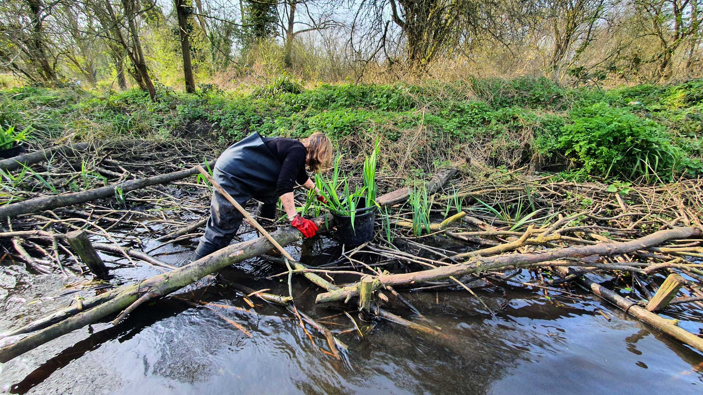 A volunteer helping with restoration work