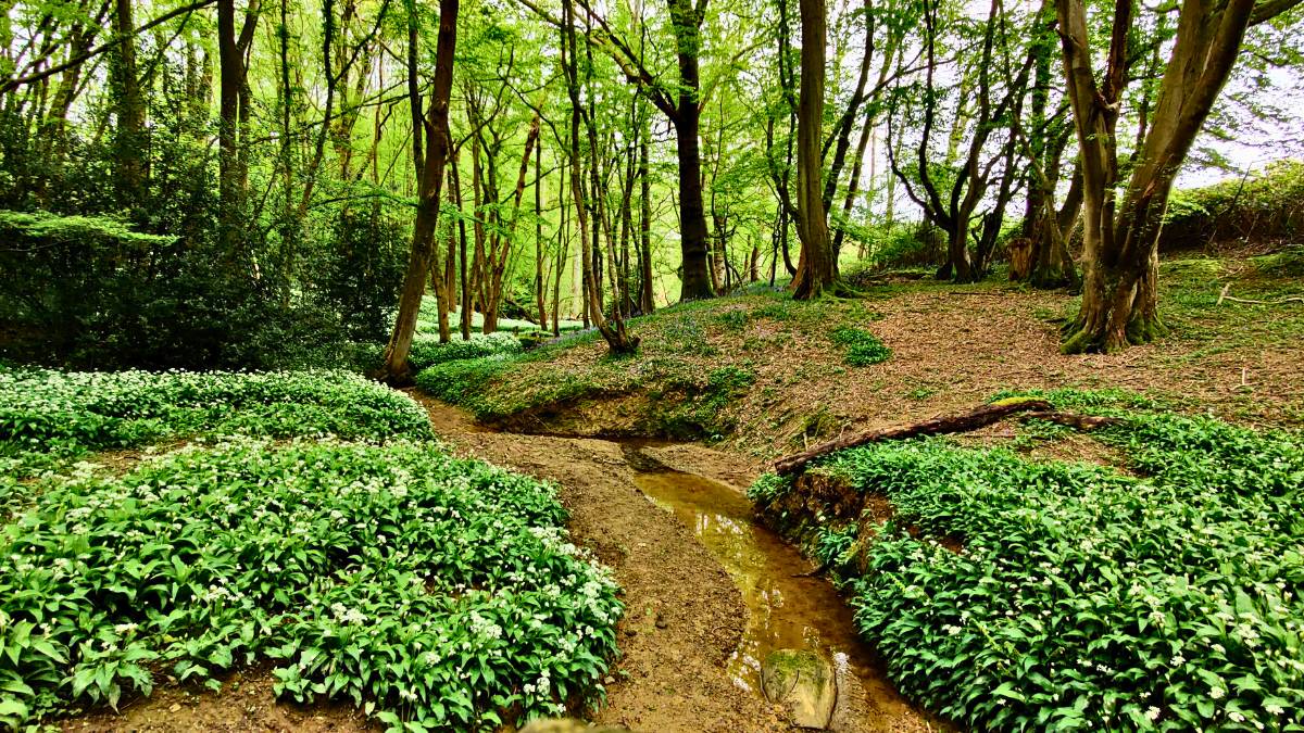 A stream running through woodland