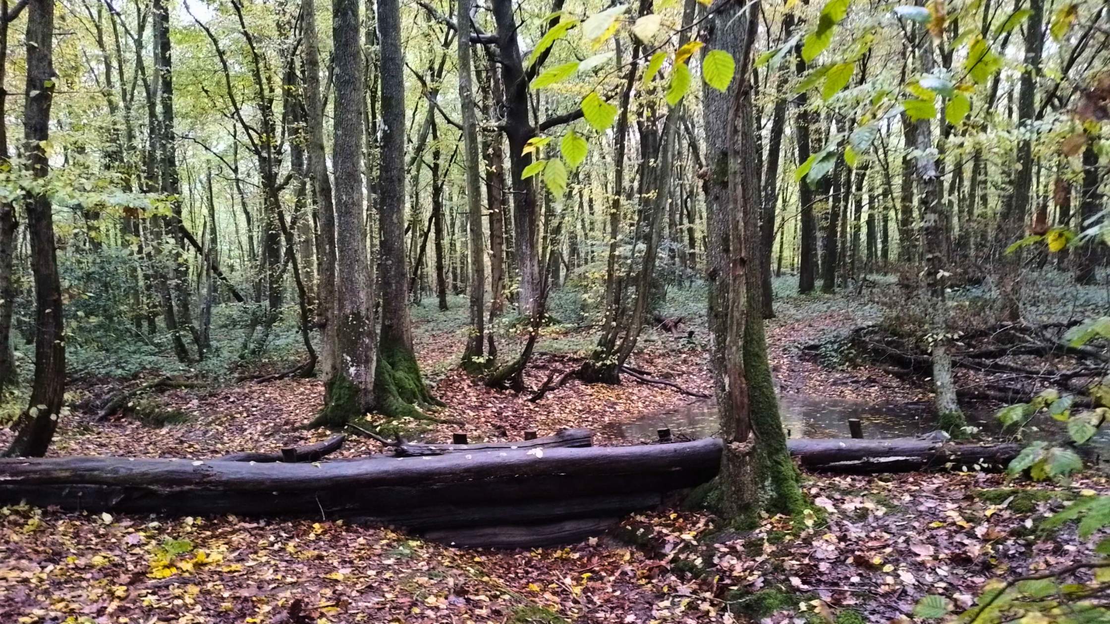 a log over a stream within a woodland.