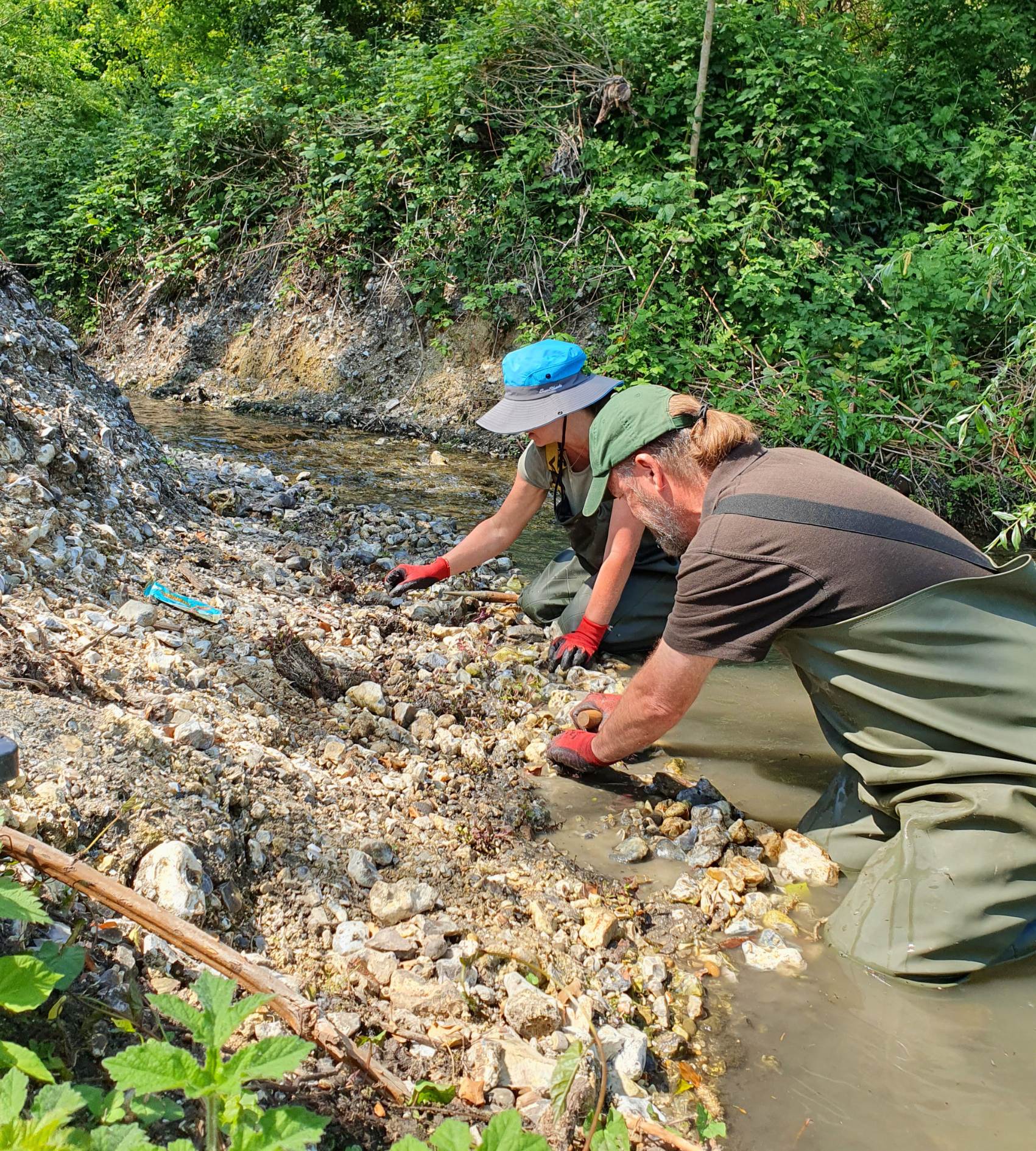 Two volunteers kneeling in the river working on the river bank