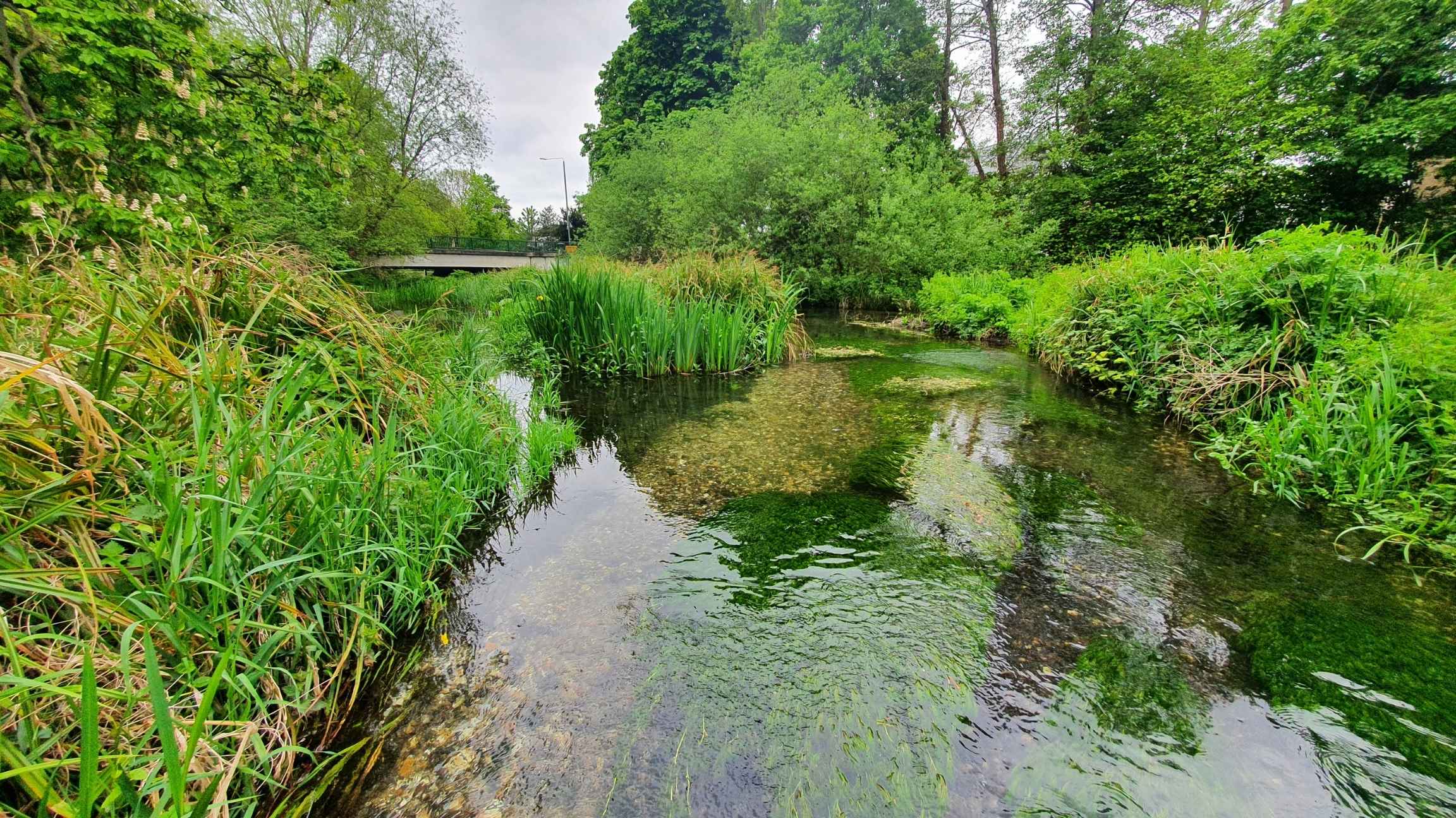 A view down the river towards a low bridge. The water is shallow, showing gravel, and reed beds in the channel.