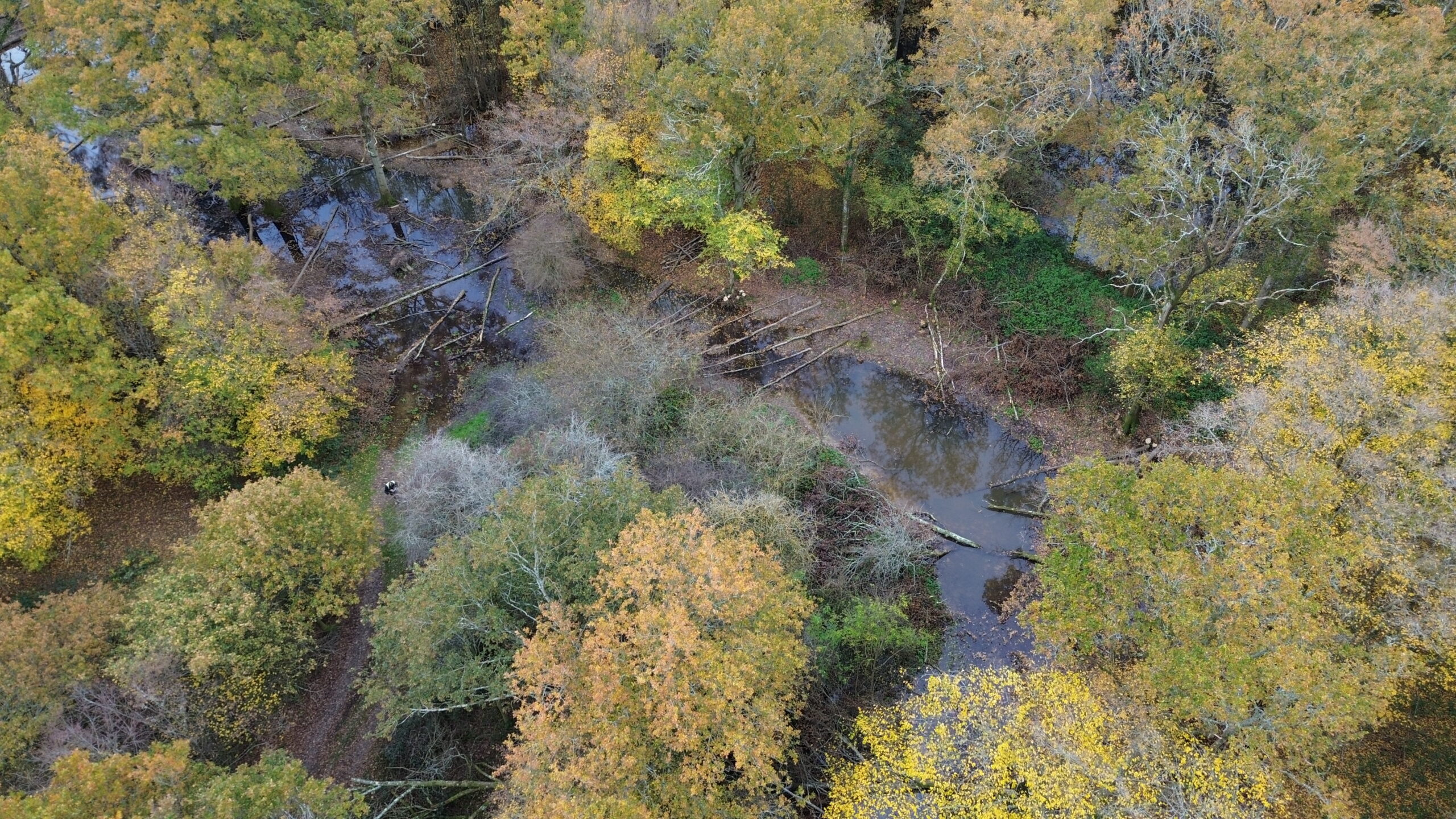 An aerial shot of woodlands with ponds in the centre.