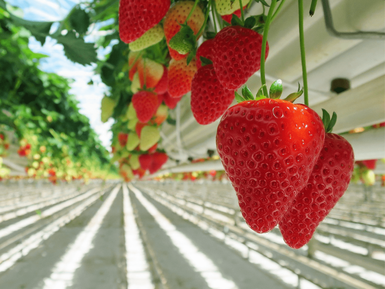Strawberries hanging from strawberry plants - looking down the polytunnel