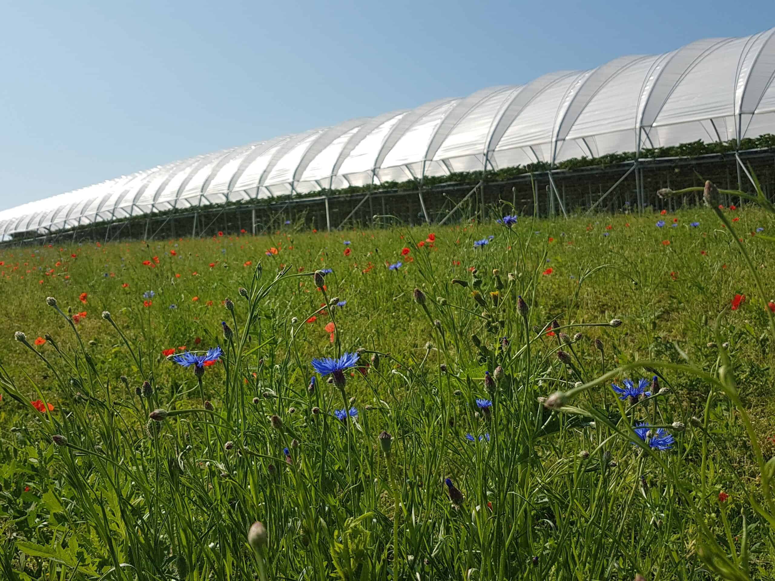 A view at ground level of meadow flowers in front of a polytunnel