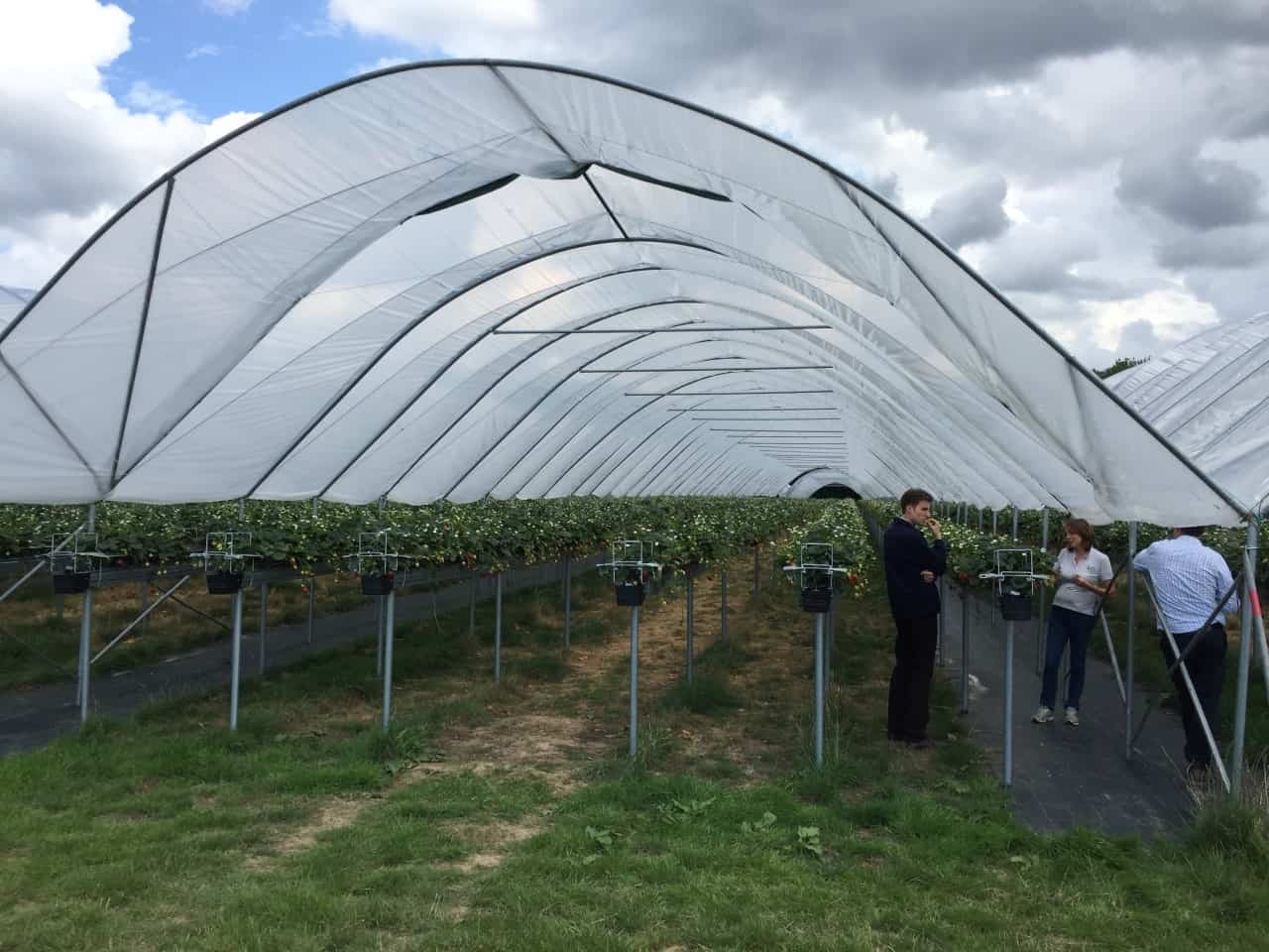 A view into a polytunnel which shows good water management