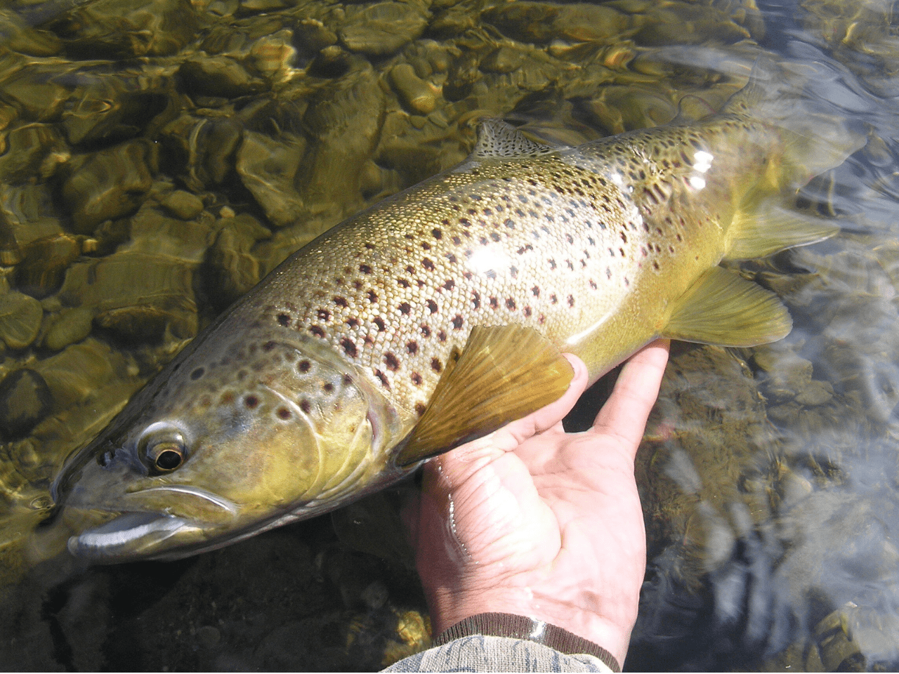A trout being held flat in a hand, out of the water