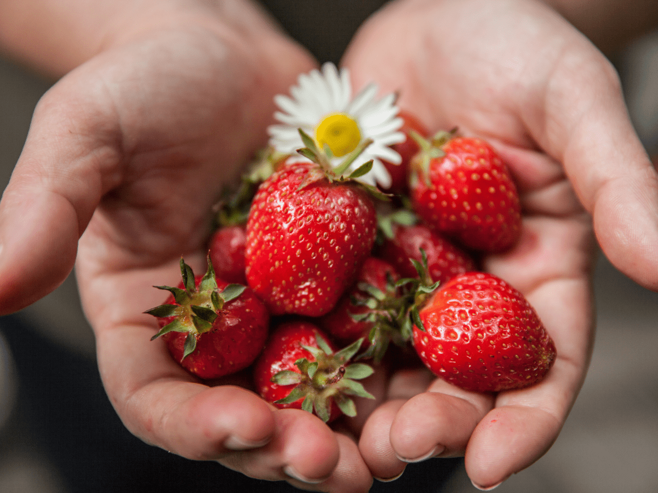 A photo of freshly grown strawberries and a daisy in the palm of somebody's hands