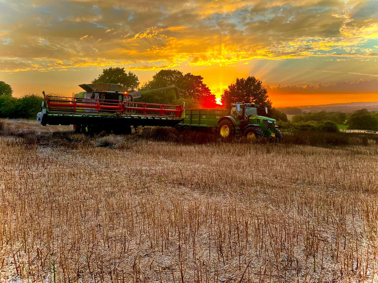 A tractor in a field of wheat with the sun rising in the background.