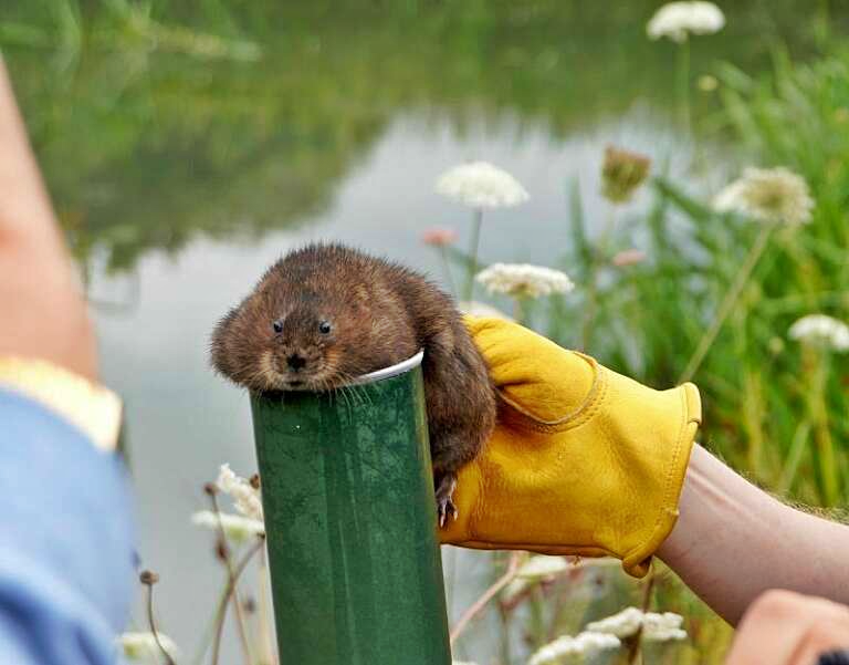 A water vole sitting on top of a green tube, held by a person wearing yellow gloves.
