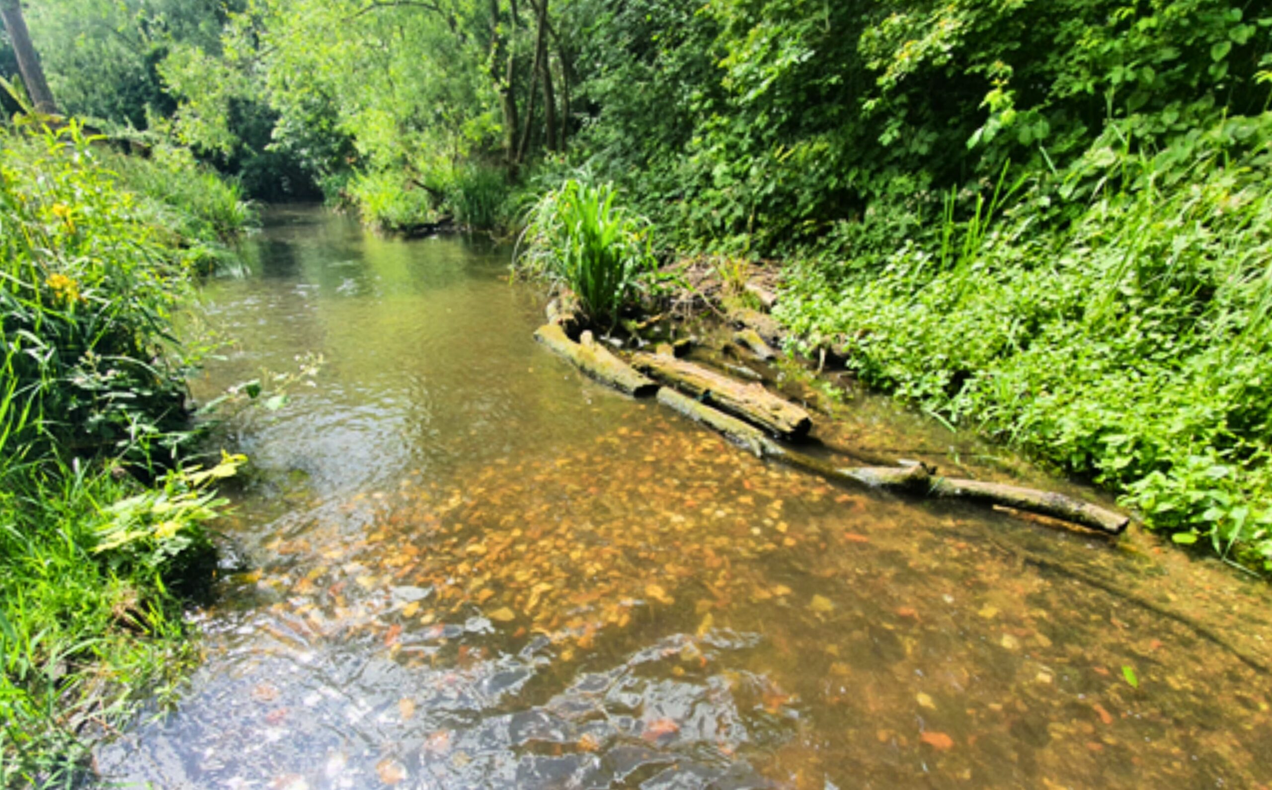 A view of a river flowing over gravel with green vegetation on either side and a wooden structure along one bank.