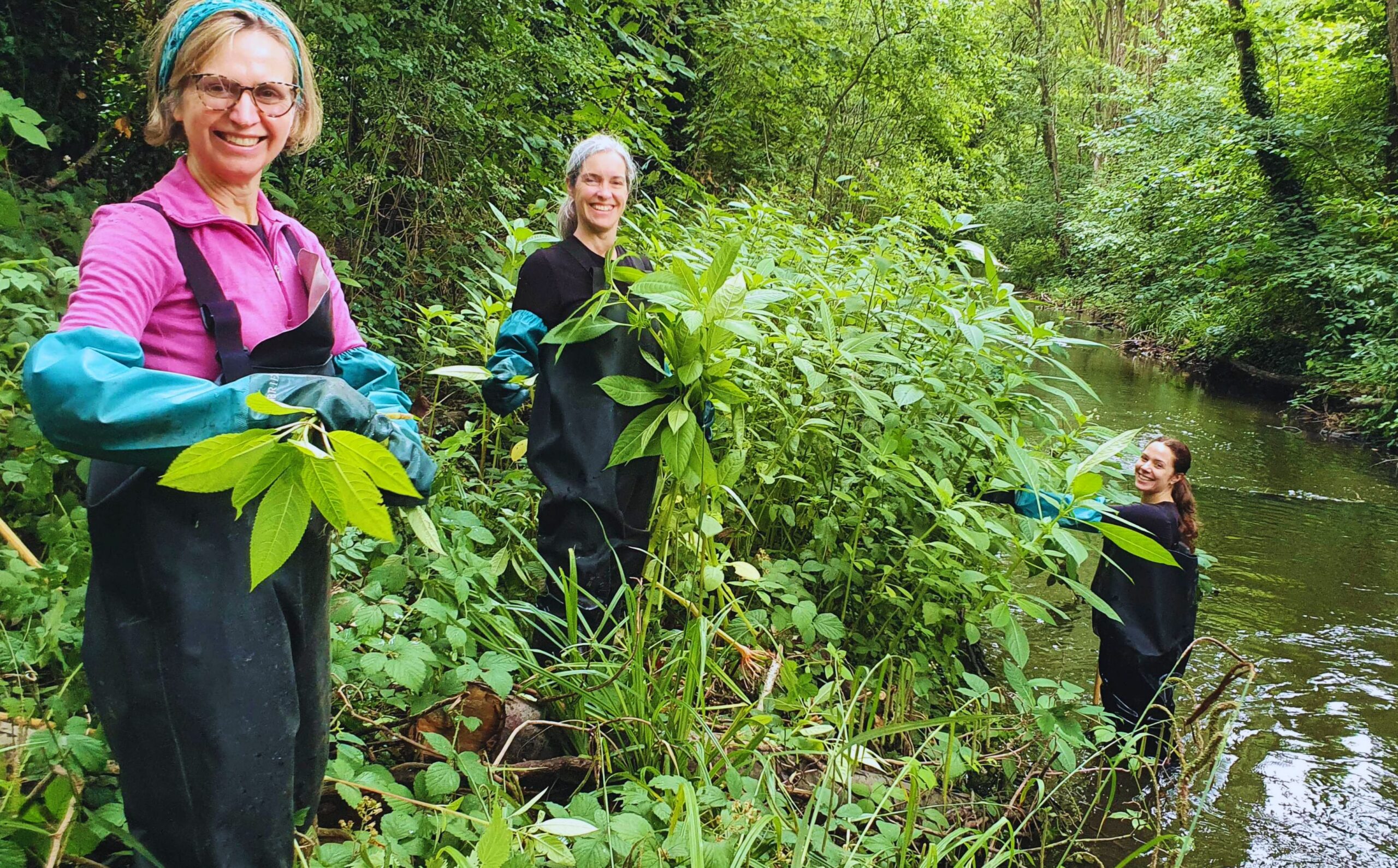 Two people standing on a riverbank clearing a green plant. One person in the river cutting back the green plant.